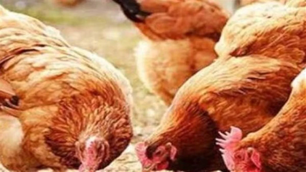 توازن المزارع.. تغيرات أسعار فراخ الأمهات والساسو في الأسواق المحلية اليوم